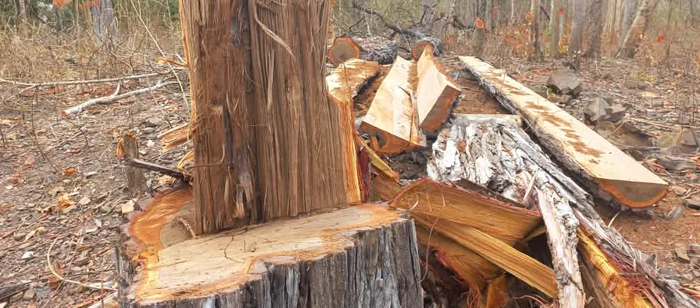 Esta árvore de floresta primária foi ilegalmente derrubada para ser vendida como madeira nobre Toco e tábua de uma árvore gigante cortada na floresta