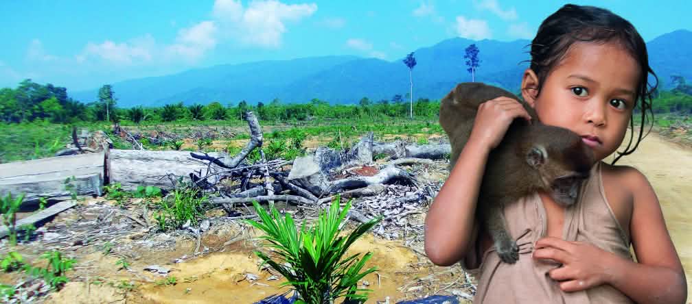 Não há lugar para sobreviver quando a natureza é transformada em monoculturas