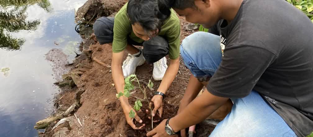Nossa parceira APEL Green Aceh bloqueando um canal de irrigação e estabilizando a margem com mudas de árvores - isto deveria ser dever das empresas de óleo de palma, que são responsáveis pelo desastre Dois homens plantando uma muda de árvore em um canal