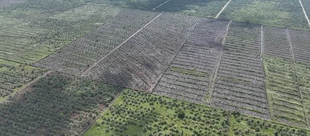Chocante! Monocultura de óleo de palma no meio de uma área protegida de pântanos de turfa em Tripa Foto de monocultura tirada por drone
