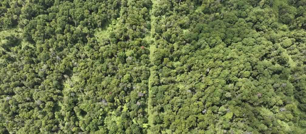 Parte das florestas pantanosas de turfa em Tripa ainda está intacta Foto de floresta pantanosa tirada por drone