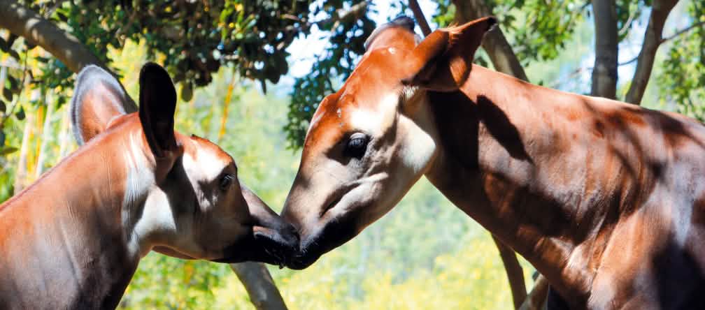 Ocapis (Okapia johnstoni) parecem pequenas girafas com traseiro de zebra Dois ocapis frente à frente