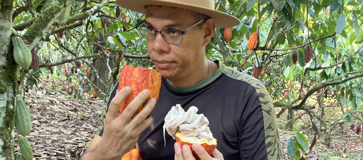 Um homem cheira um fruto de cacau cortado na floresta tropical