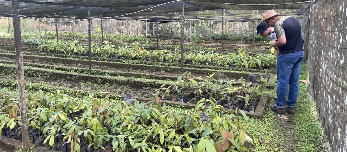 Viveiro com cacau e outras plantas no assentamento Terra Vista, Bahia, Brasil.