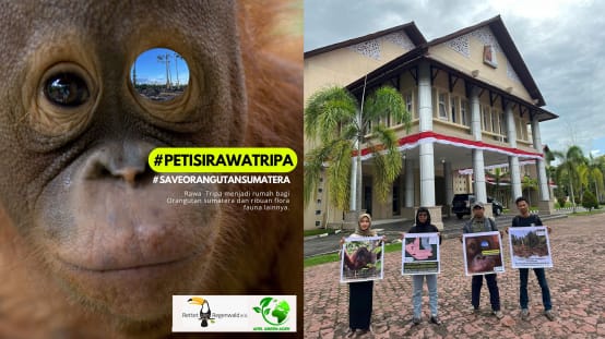 Colagem Petição Tripa - Entrega + Pôster