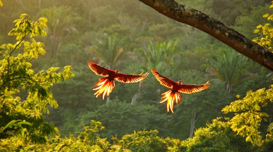 Duas araras voando de asas abertas sobre a floresta tropical