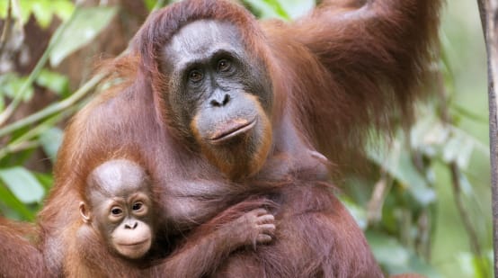 Orangotango com bebê