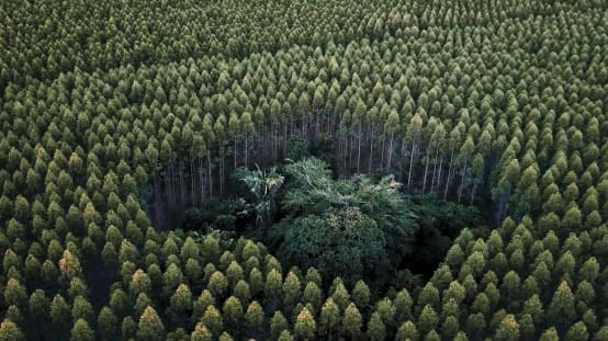 Floresta tropical sufocada por monocultura de eucaliptos