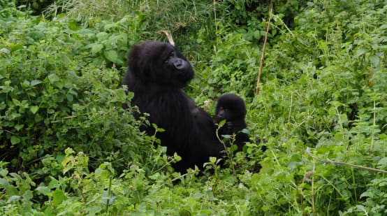 Mãe gorila com bebê no Parque Virunga