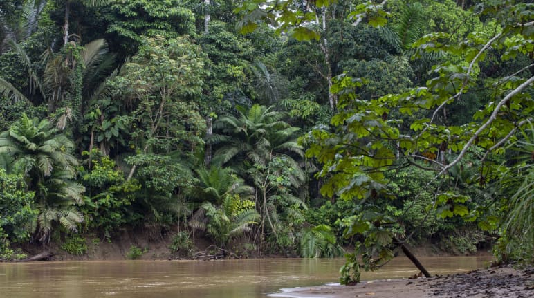 Curso de rio na floresta tropical do Parque Nacional do Yasuní