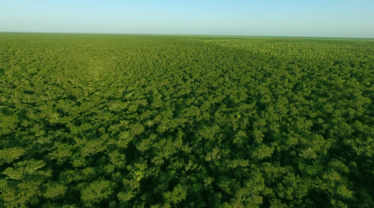 Fotografia aérea da floresta primária do Chaco, intacta, no Paraguai