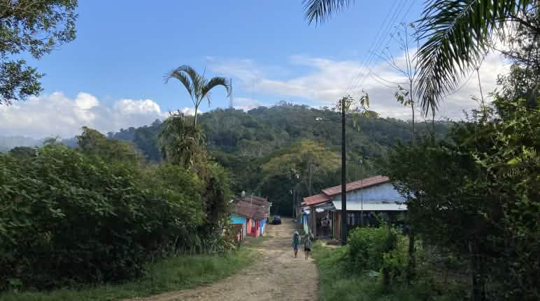 As pessoas do Campamento Terra Vista reflorestaram uma antiga fazenda de cana-de-açúcar por meio de agrofloresta Casas em uma pista na floresta tropical