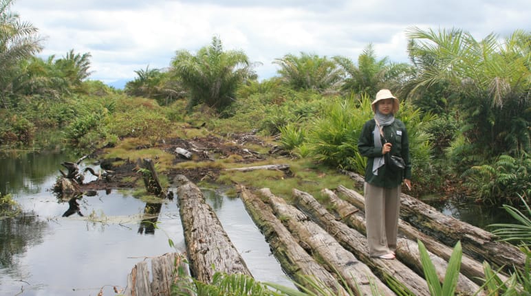 Colaboradora da AWF em pé, sobre troncos de madeira em floresta pantanosa de turfa. À direita e à esquerda, palmas de óleo