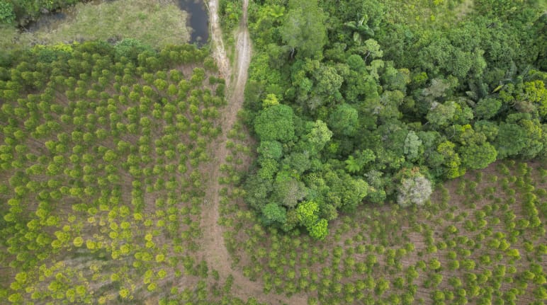 Monoculturas de eucalipto TPL estão expulsando as florestas tropicais
