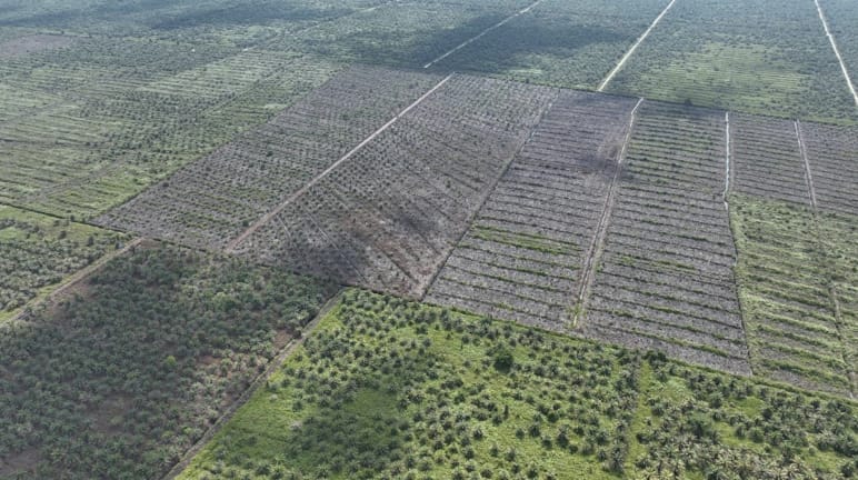 Foto de monocultura tirada por drone