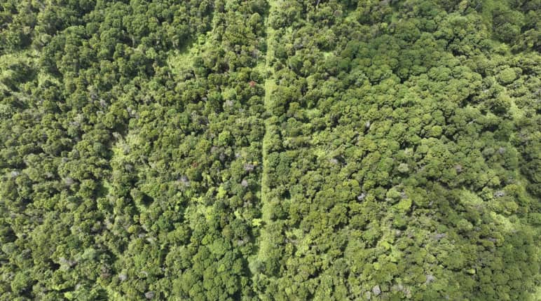 Foto de floresta pantanosa tirada por drone