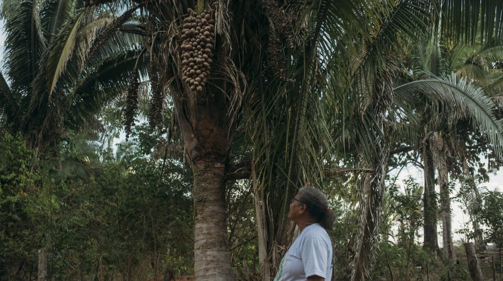 Palmeira babaçu com seus frutos