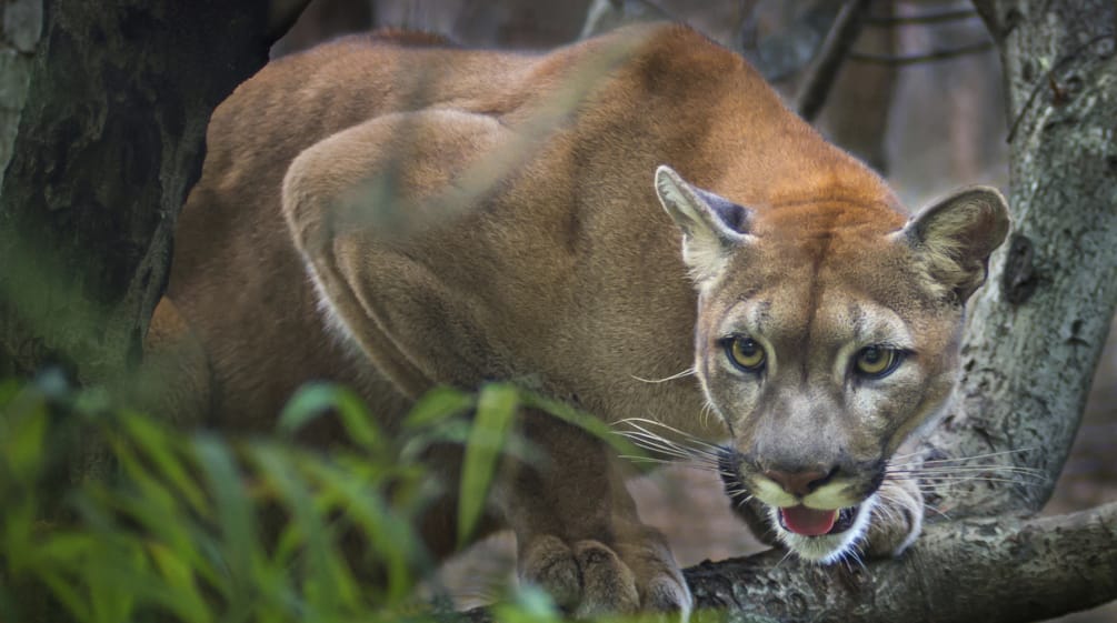 Puma fazendo tocaia em um galho e árvore