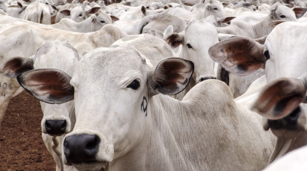 Manada bovina no Mato Grosso, Brasil