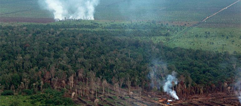 Mais de 100 incêndios foram postos na floresta de turfa de Tripa (© Courtesy of the Sumatran Orangutan Conservation Programme (SOCP)) Um incêndio na floresta tropical