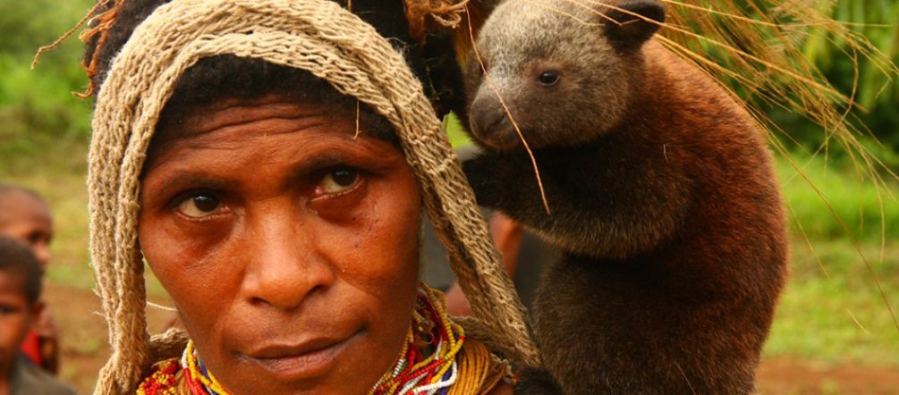 Habitantes e a natureza estão ameaçados por plantações. Um bebê canguru-arborícola no ombro de uma mulher em Papua