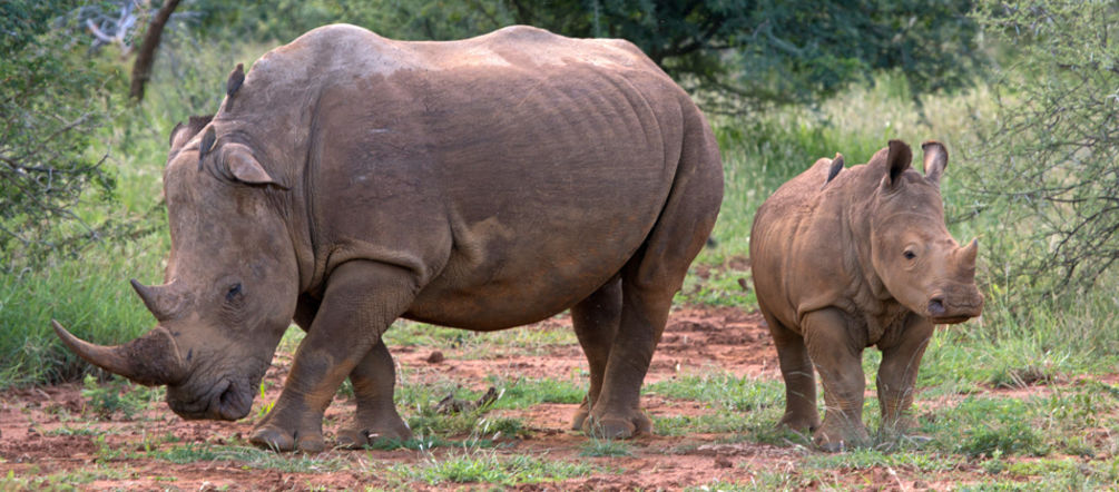 Um rinoceronte adulto e um jovem animal na savana