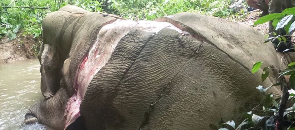 Elefantes também são caçados pela sua pele espessa Elefante esfolado em Mianmar
