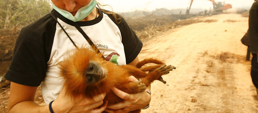 Plantações de óleo de palma na Indonésia: floresta destruída, animais moribundos (foto: Tantyo Bangun) Médica veterinária com macaco morto nos braços