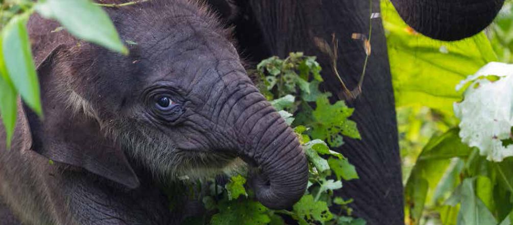 Amanhã se decidirá sobre a destruição do ecossistema de Leuser Um elefante bebê na floresta do ecossistema de Leuser na Indonésia