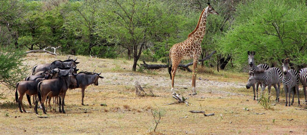 Gnus, girafas e zebras ao lado de umpoço de águana Reserva Selous